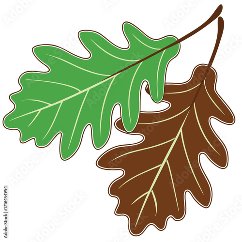 Two oak leaves, one green and one brown, are attached to a branch and transparent