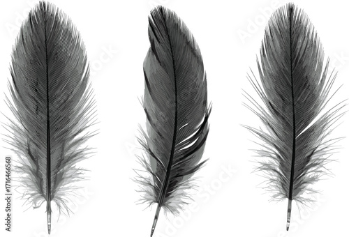 Realistic detailed bird feather illustration, black and white artistic drawing, hand drawn natural quill design, vintage style ink sketch art