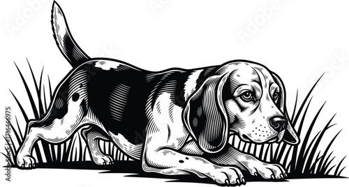 Beagle dog in stalking pose, black and white line art, realistic animal sketch, outdoor grass scene, hunting dog illustration