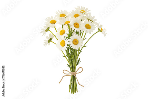 Fresh white daisies bouquet with green stems and yellow centers on black background isolated