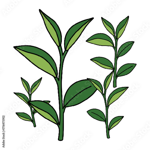 Composition several green tea plant branches with leaves, presented in simple style, isolated on transparent, representing multiple tea sprouts and healthy foliage for design