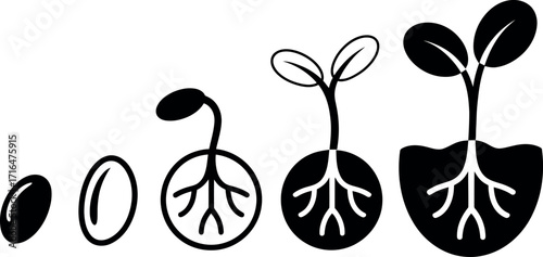 Bean seed germination stages graphic illustration in black and white