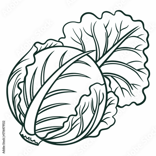 Artistic Black and White Illustration of a Fresh Cabbage Head for Culinary Purposes