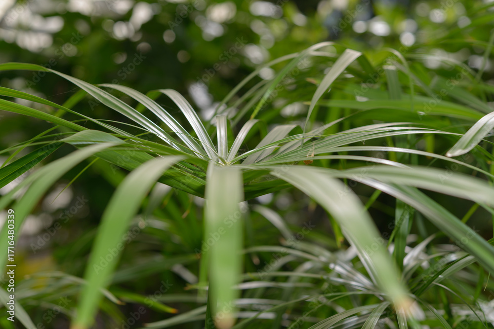 Obraz premium close-up of an aquatic plant