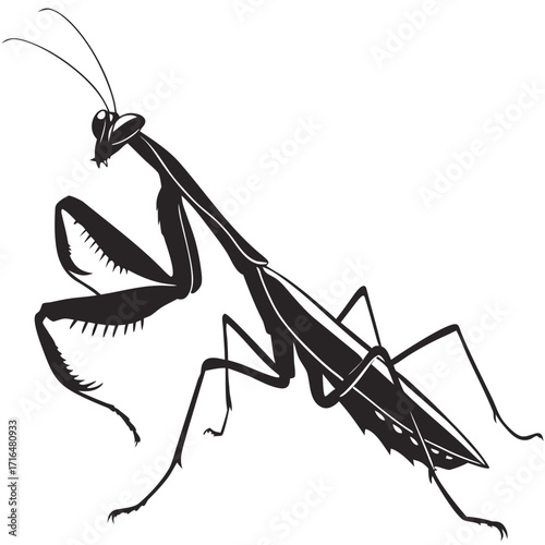praying mantis vector illustration