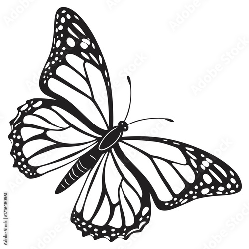 black and white butterfly
