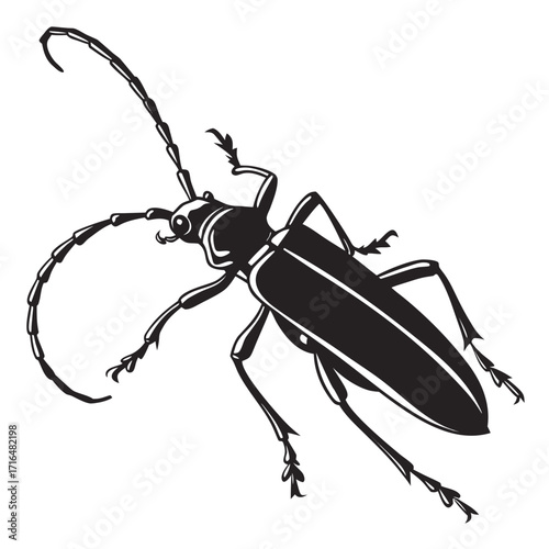 black beetle isolated on white background