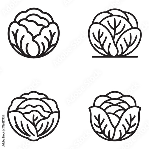 Detailed outline silhouette of a cabbage isolated on white background