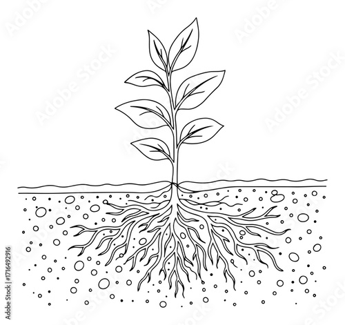One Line Plant with Roots in Soil Cross Section Vector Illustration
