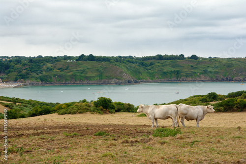 vaches en bord de mer