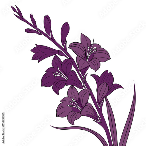 gladiolus deep purple vector