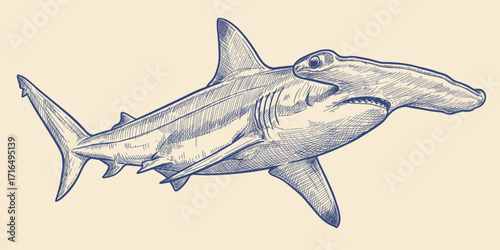 Hand drawn illustration of a hammerhead shark swimming in the ocean with detailed artistic sketch style.