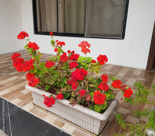 red flowers in near a window