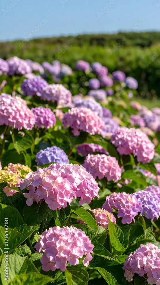 Fototapeta premium Vibrant hydrangea blossoms in a field