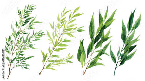 Vivid Hand Painted Greenery Willow Branches and Leaves EPS Image