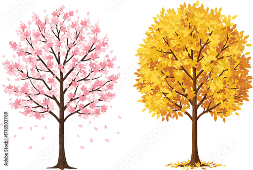 Cherry blossom tree in spring and autumn maple tree with golden leaves, seasonal nature illustration, floral and fall foliage