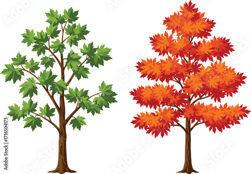 Green and red maple tree illustration, seasonal change, autumn foliage, summer to fall transition, nature vector, deciduous plant, vibrant leaves, landscape design, botanical art, seasonal contrast