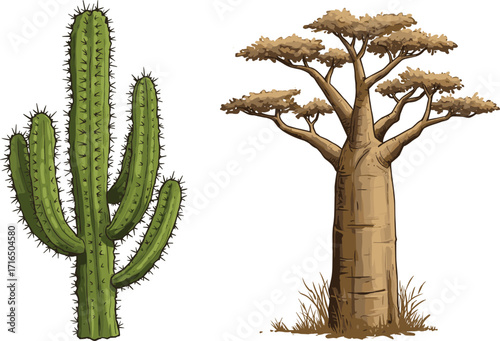 Cactus and baobab tree illustration, desert plant, African savanna, botanical art, nature vector, dry climate flora, tropical vegetation, green succulent, iconic trees, wildlife design