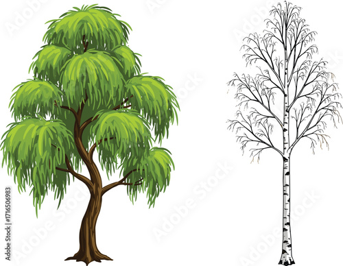 Green willow tree and bare birch tree illustration, nature contrast, seasonal change, cartoon style, isolated on white background