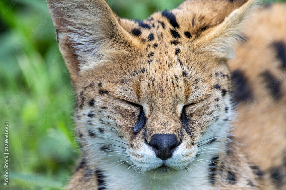 Fototapeta premium 目を瞑っているサーバルの正面