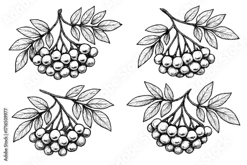 Rowan berry branch sketch set. Black and white detailed botanical vector illustration. Vintage hand drawn mountain ash berries with leaves. Engraved style floral design elements.