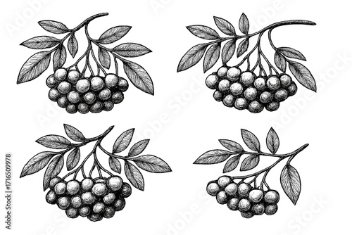 Rowan berry branch illustration set. Hand-drawn vintage sketch of mountain ash with leaves and berries. Botanical vector design element. Black and white engraving style.