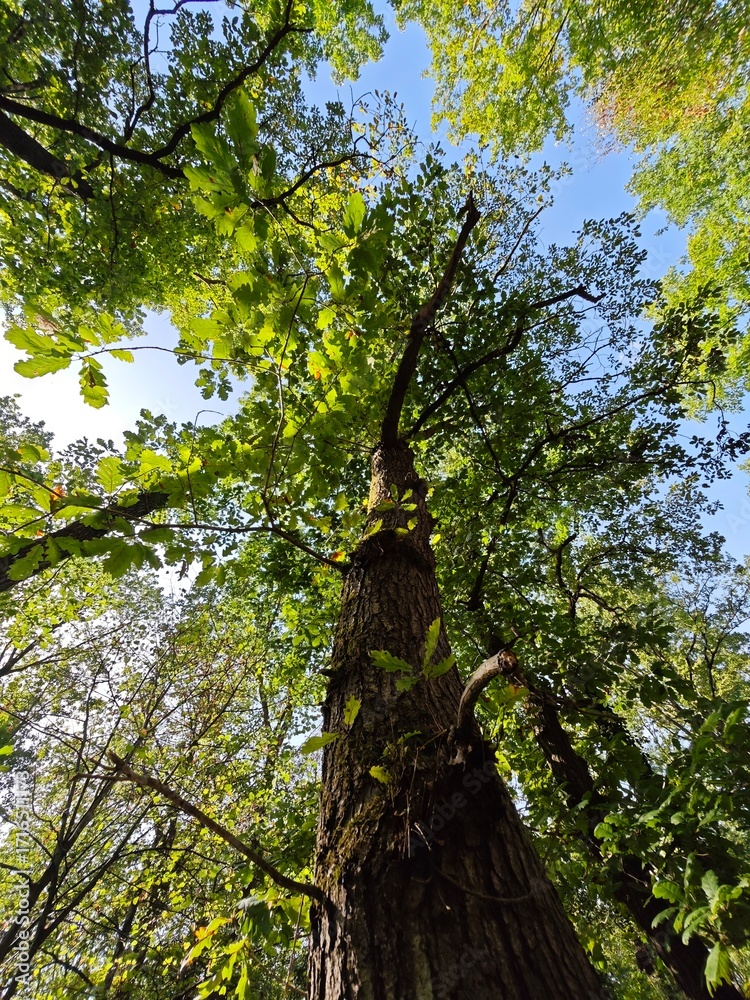 Fototapeta premium Tall trees reaching for the clear blue sky in a lush green forest during a sunny day