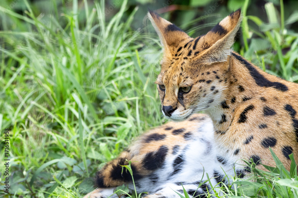 Obraz premium 興味を引くものを見ているサーバル