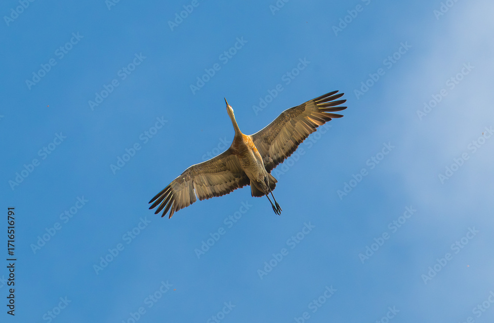 Fototapeta premium Sandhill cranes flying with blue sky