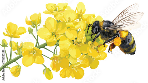 Vibrant Rapeseed Canola Oil Honey Bee Flight
