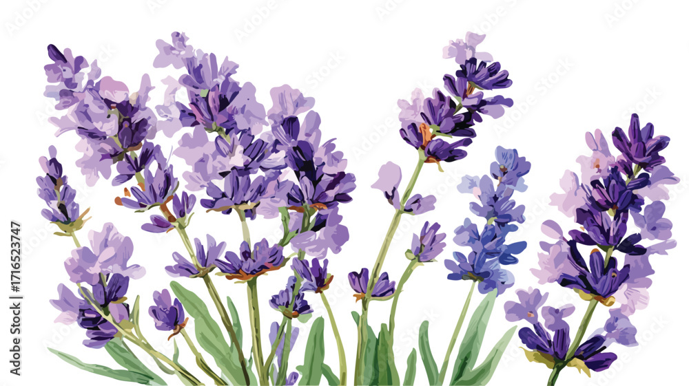 Naklejka premium Elegant Watercolor Lavender Flowers Illustration