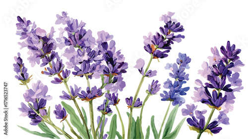 Elegant Watercolor Lavender Flowers Illustration