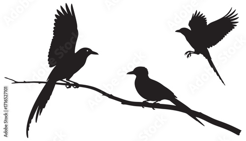 Silhouette of three majestic birds in flight and perched on a branch