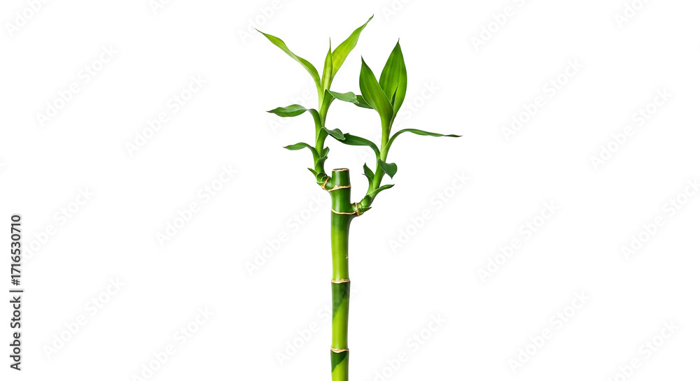 Fototapeta premium Green bamboo plant isolated on transparent background with fresh leaves and stem