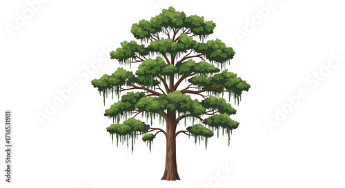 Detailed Illustration of a Lush Green Bald Cypress Tree with Spanish Moss.