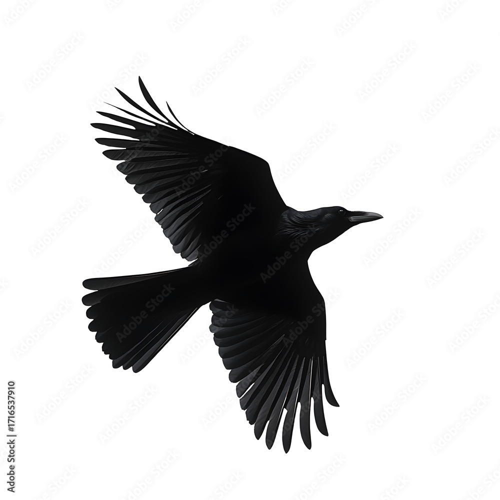 Naklejka premium Raven silhouette in flight, white isolated bg