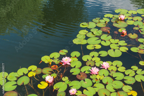 pink water lily  in the pond