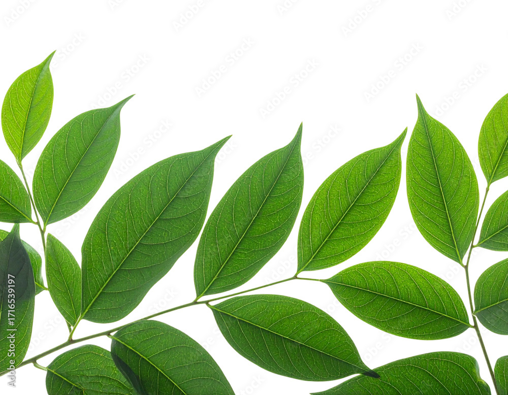 Fototapeta premium Green leaves isolated on white