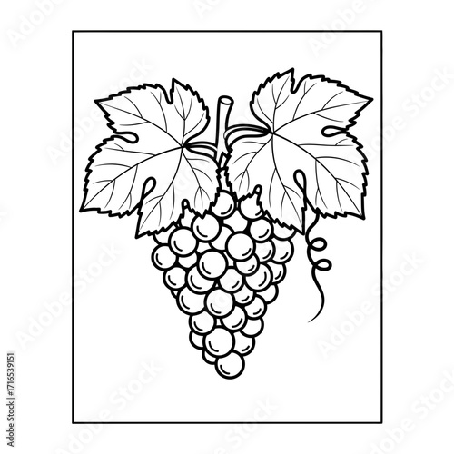 vector illustration of grapes