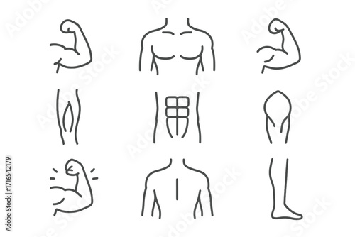 Body parts and muscle line icon set. Bodybuilding, fitness and anatomy concept. Vector illustration of bicep, abs, chest, leg and back. Editable stroke for web and apps.