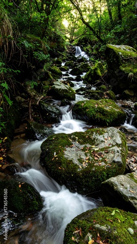 Forest stream cascade