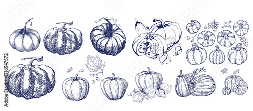Pumpkin set, symbol of harvest and Thanksgiving Day season. Pumpkin or gourd for basket decoration set. Holiday Autumn festive drawing. Hand drawing sketch for celebration of fall