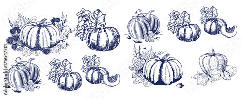 Pumpkin set, symbol of harvest and Thanksgiving Day season. Pumpkin or gourd for basket decoration set. Holiday Autumn festive drawing. Hand drawing sketch for celebration of fall
