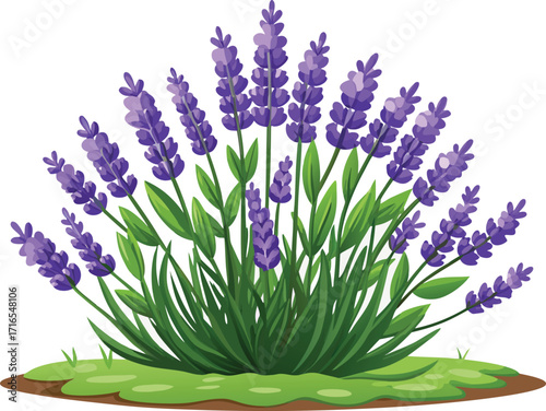 Vector art of lavender flower with green leaves in the garden for decoration