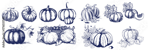 Pumpkin set, symbol of harvest and Thanksgiving Day season. Pumpkin or gourd for basket decoration set. Holiday Autumn festive drawing. Hand drawing sketch for celebration of fall