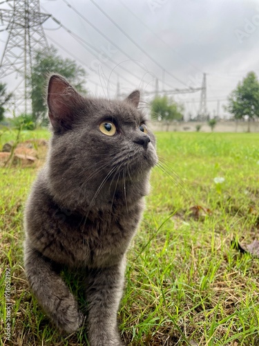 Cat on the grass