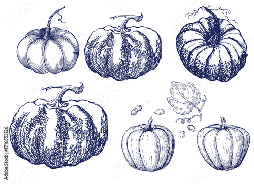 Pumpkin set, symbol of harvest and Thanksgiving Day season. Pumpkin or gourd for basket decoration set. Holiday Autumn festive drawing. Hand drawing sketch for celebration of fall