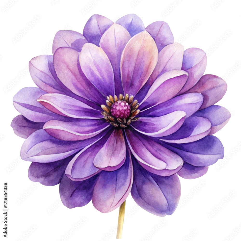 Fototapeta premium A beautiful watercolor painting of a vibrant purple dahlia flower