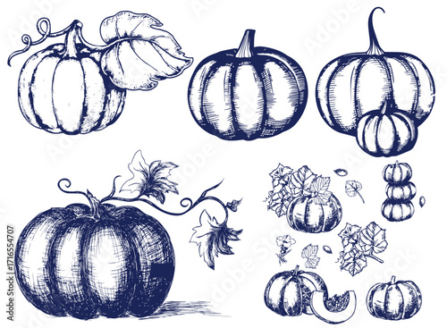 Pumpkin set, symbol of harvest and Thanksgiving Day season. Pumpkin or gourd for basket decoration set. Holiday Autumn festive drawing. Hand drawing sketch for celebration of fall