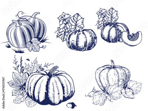 Pumpkin set, symbol of harvest and Thanksgiving Day season. Pumpkin or gourd for basket decoration set. Holiday Autumn festive drawing. Hand drawing sketch for celebration of fall